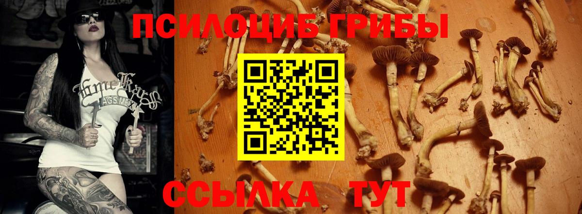 Галлюциногенные грибы Psilocybine cubensis  Псилоцибиновые грибы Psilocybe  Пенза 